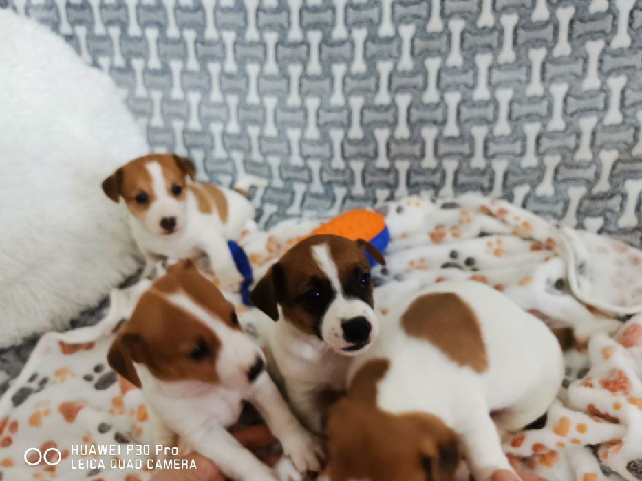 Jack russell Terrier suczka z rodowodem
