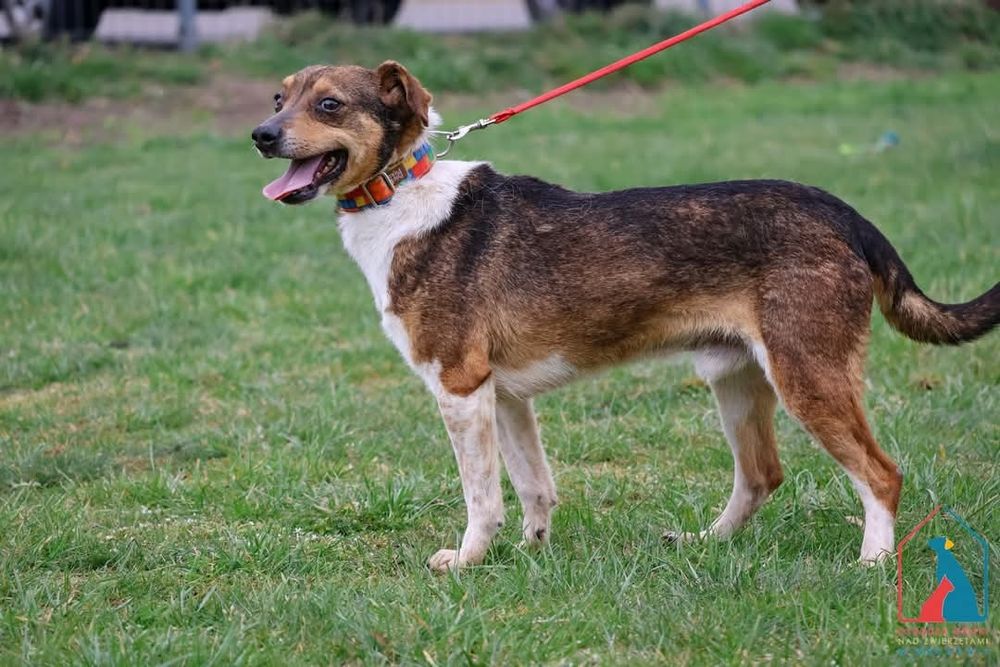 Kajtuś 196/21 - SZUKA DOMU!