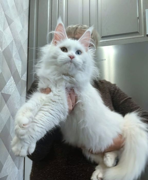 Домашня Пантера! Кошенята Мейнкун
