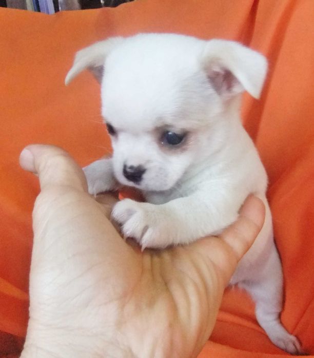 Chihuahua  cachorro com qualidade