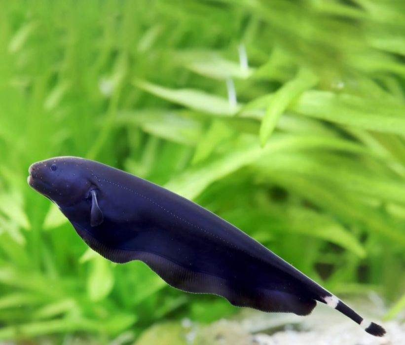 Duży duch amazoński 18cm