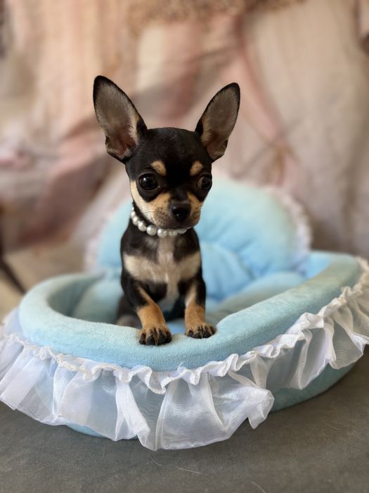 Chihuahua chlopczyk  do odbioru