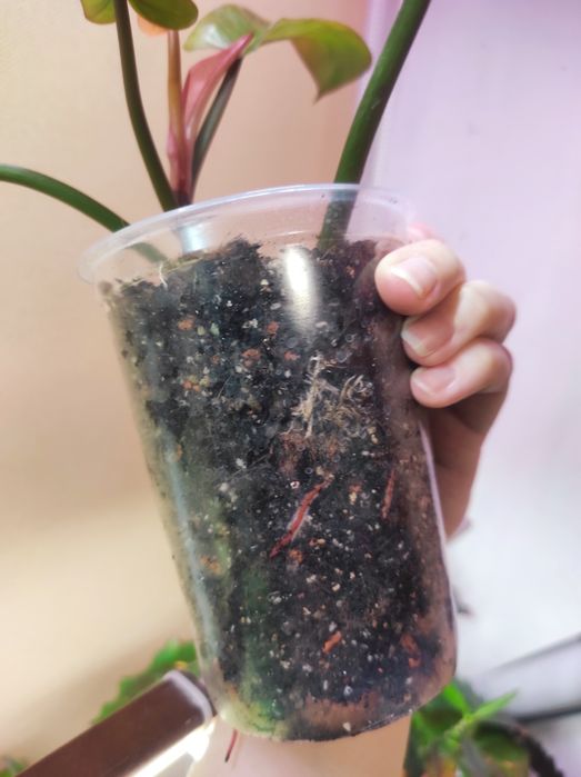 Philodendron Florida beauty alba, Florida Bronz