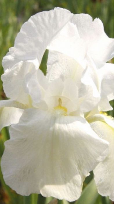 Піони та іриси.!