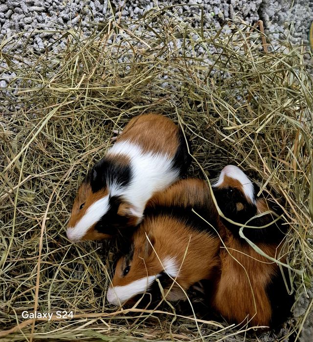 Świnka morska / Cavia domowa