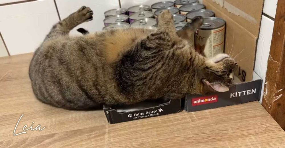 LEIA i KAJA - dwa serca, jedno miejsce przy Twoim boku