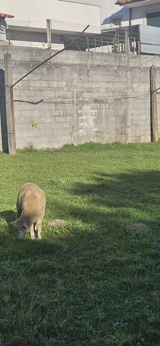 Anha ile de france pura