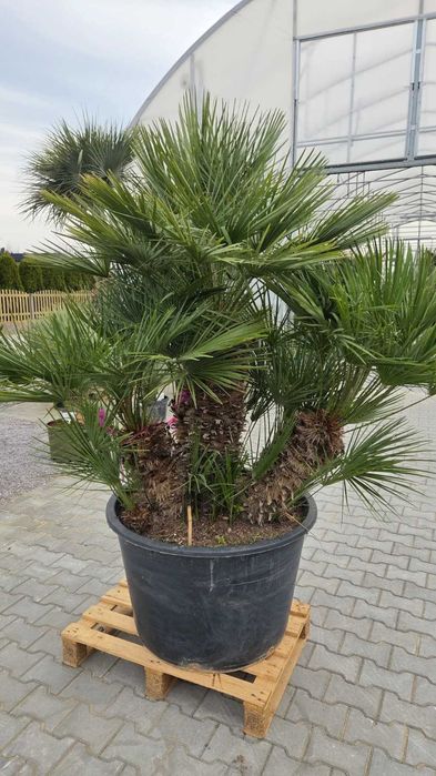 Palmy karłatki 200–210 cm | wielopniowe egzemplarze