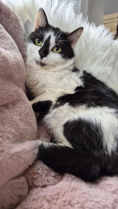 Łagodna i delikatna kotka szuka domu