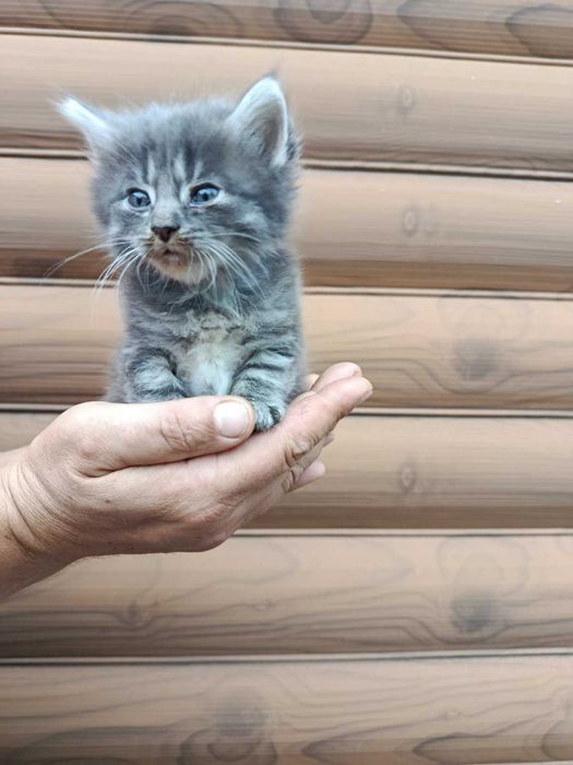 Котята ищут заботлевую семью