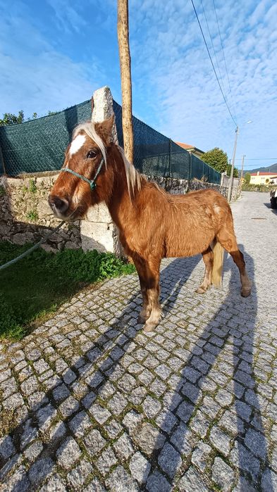Vendo Égua (cruzada garrano)