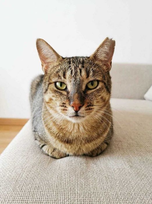 Setúbal / Margem Sul / Lisboa — PIPPO, gatinho para adoção