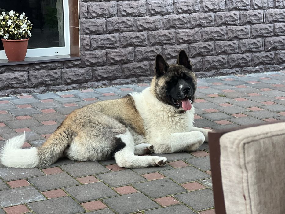 Акіта Американська для вʼязки, парки! Хлопчик