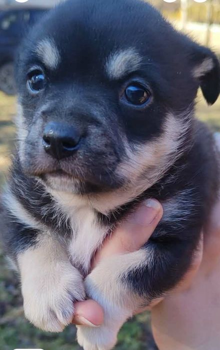 Oddam małego pieska