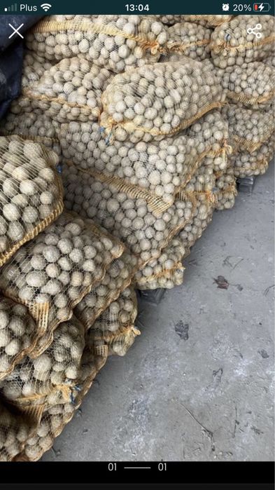 Ziemniak sadzeniak Anuscha ,Denar