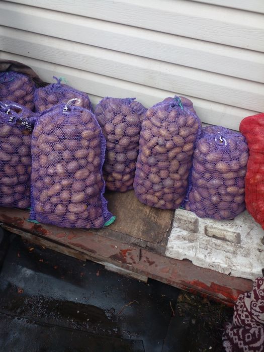 Посадкова картопля