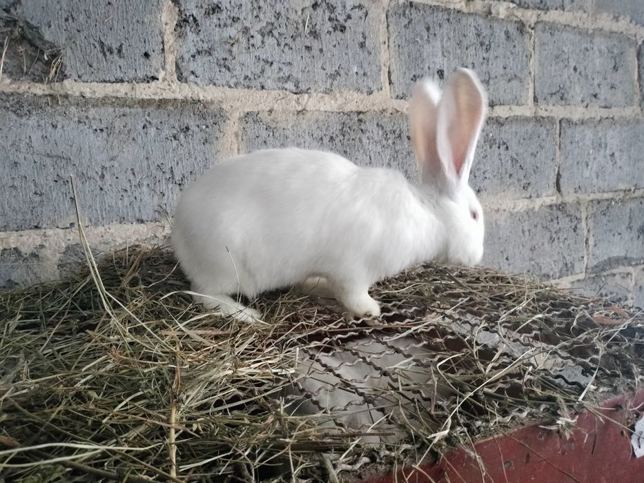 Sprzedam samca Belg Olbrzym .