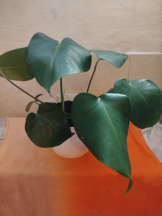 Planta Monstera Deliciosa (Costela-de-Adão) – 40 cm de Altura