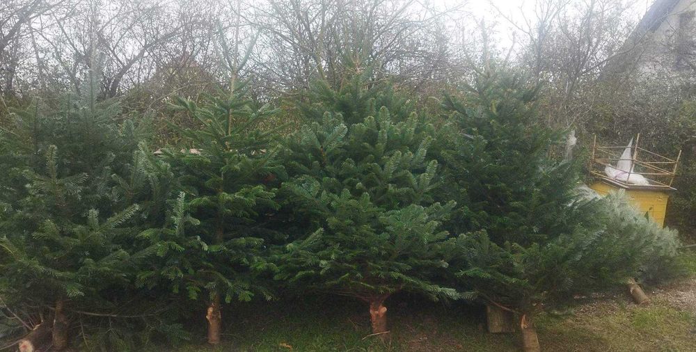 Choinki Bożonarodzeniowe