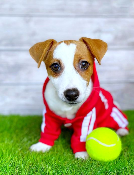 Джек рассел вродлива красуня