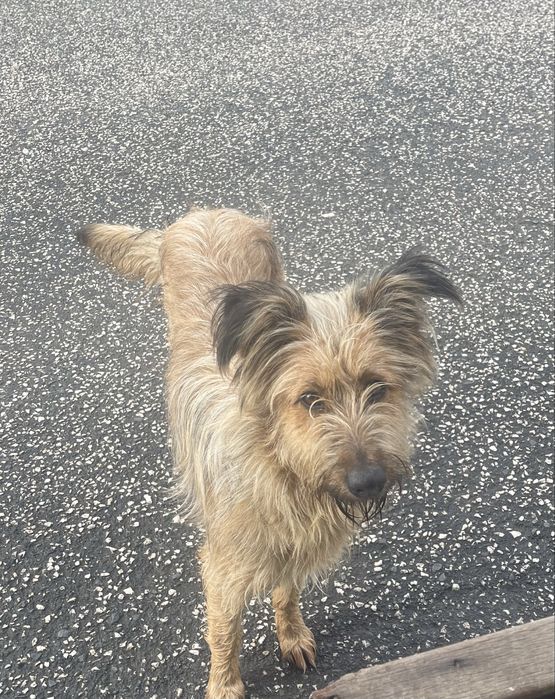 Adoção responsável