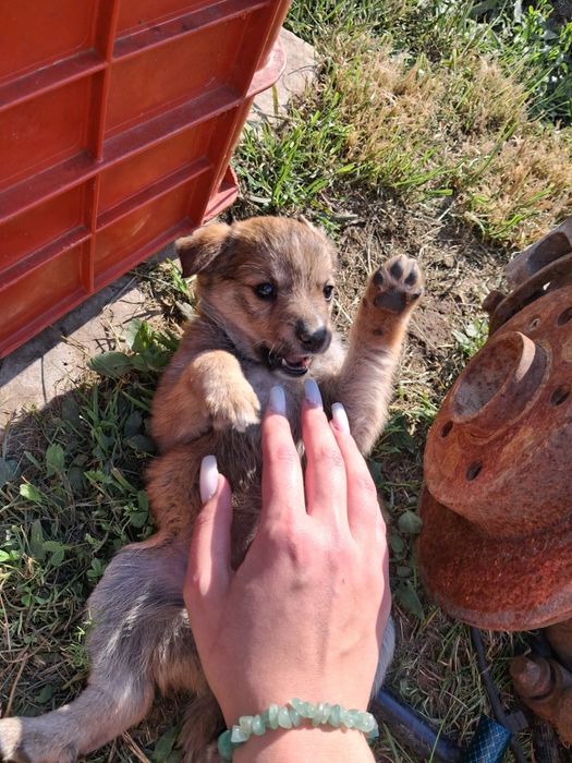 Віддам собачку дівчинку в добрі руки