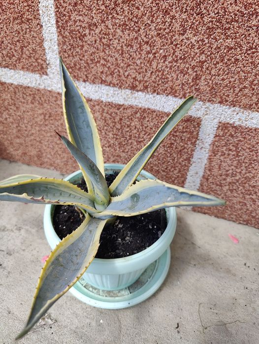 Продам агаву верієгатну.