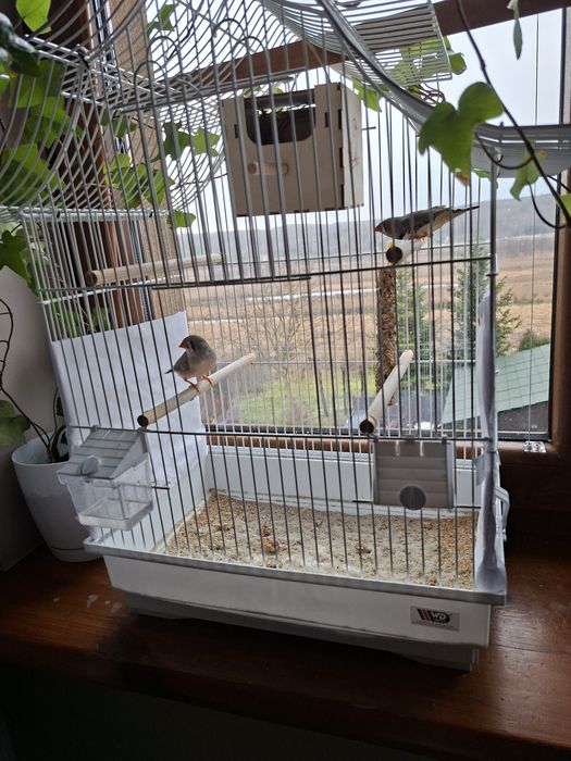 Klatka + dwie zeberki