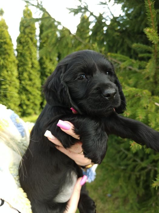 Śliczna suczka rasy Cocker spaniel angielski