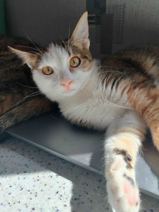 Ищет дом котенок-девочка Сима (Симона), возраст около 4,5 месяцев.