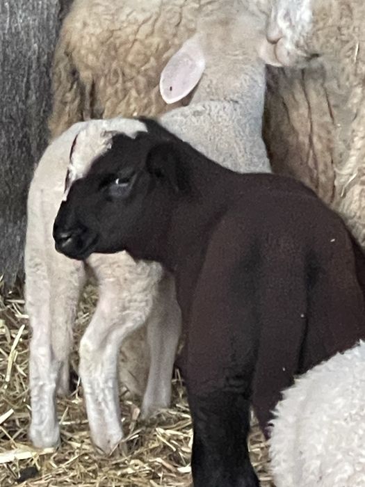 Anhos criados na quinta