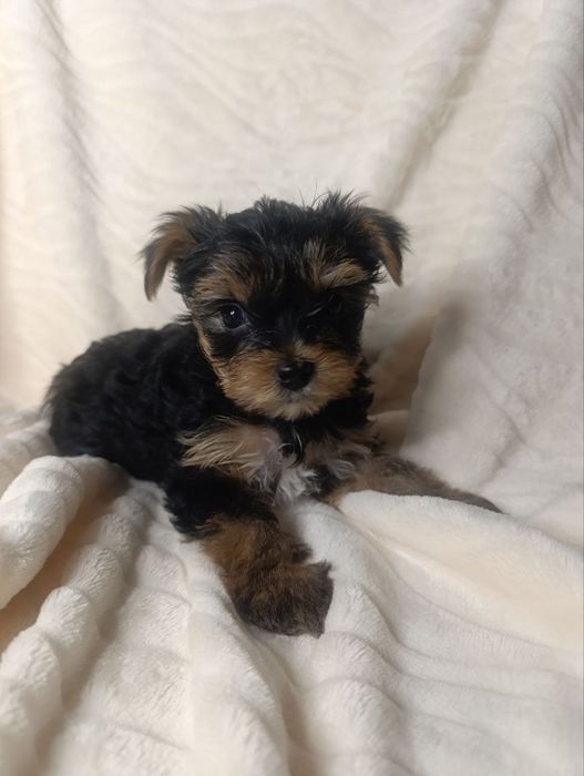 Йоркширський тер'єр