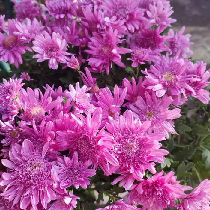 Хризантема залишки