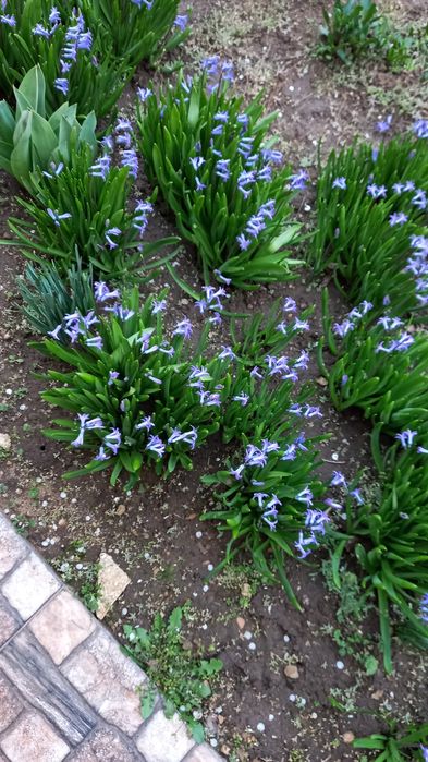 Много разных видов цветов