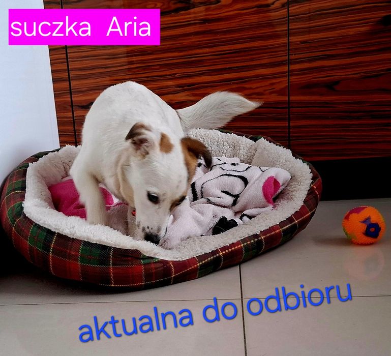 Suczka 17m - cy JRT krótkie nóżki Rodzice WHODOWLI