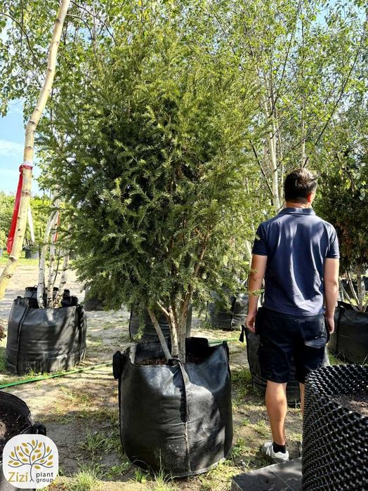 Cis Groenland wielopniowy 200-250cm, duży okaz, Taxus media