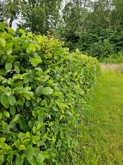 Grab pospolity 3l doniczka