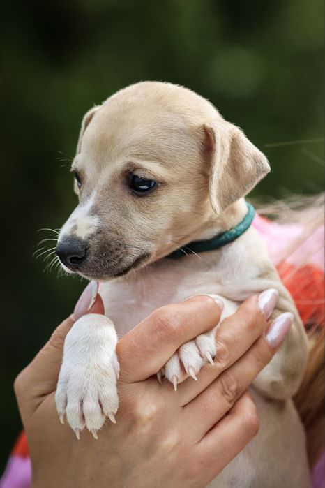 Chart angieslki whippet szczenie piesek zkwp fci