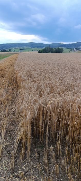 Sprzedam słomę w kostkach