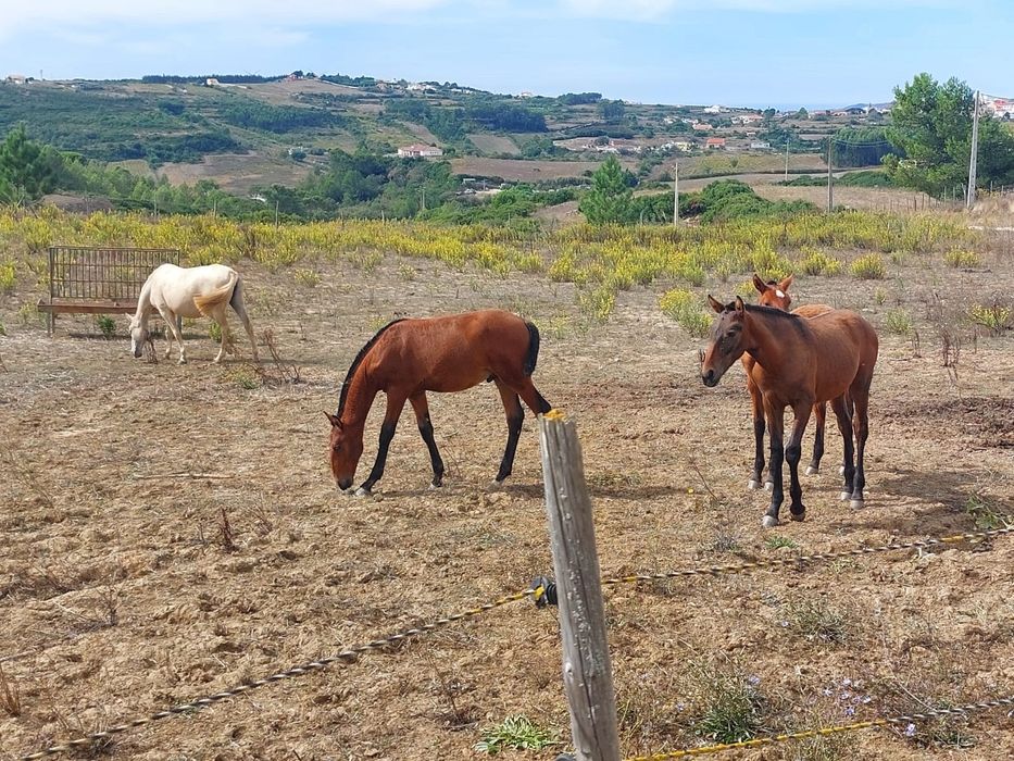 Poldros Puro Sangue Lusitano