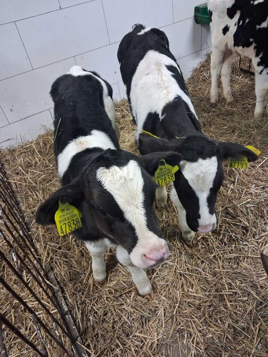 cielęta cielaki byczki polskie
