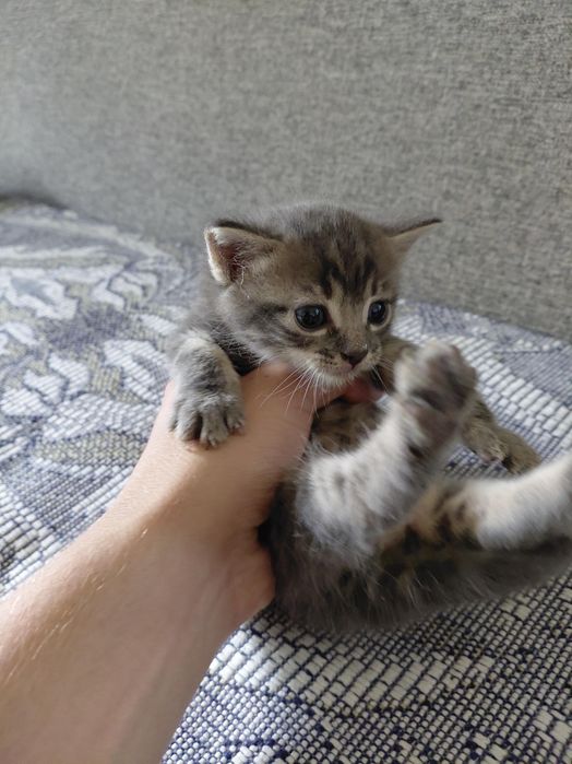 котика в добрі руки