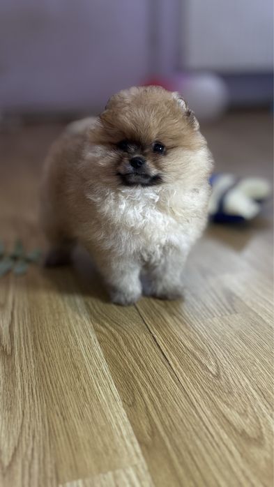 Пухнаста руда хмаринка