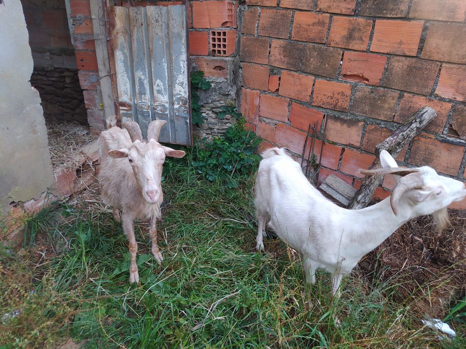Vendo cabras possivelmente cheias