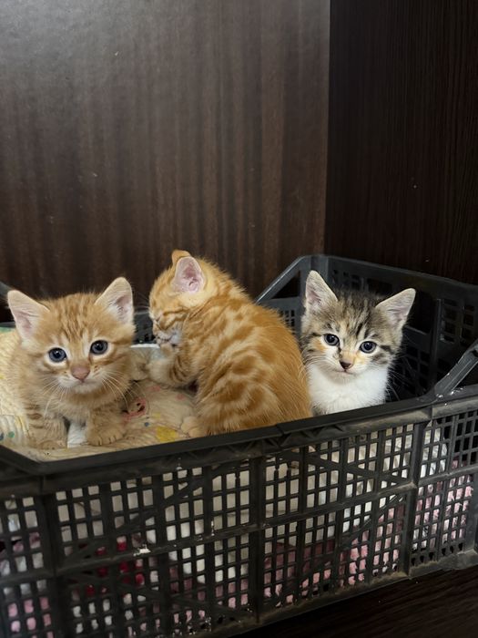отдам бесплатно котят