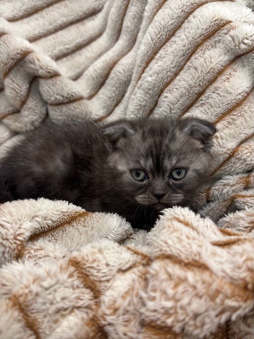 Шотланське висловухе(хлопчик) кошеня