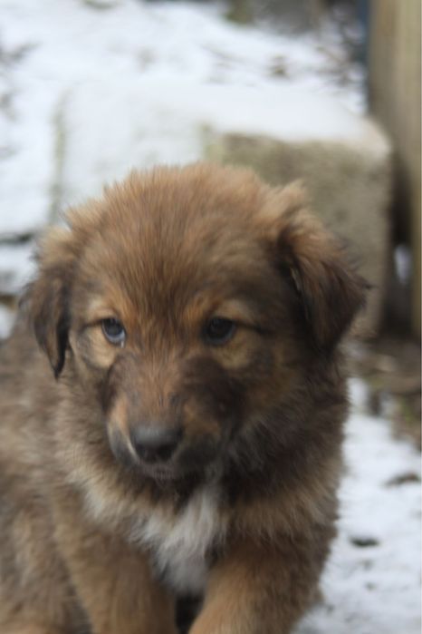 Щенок ищет дом !