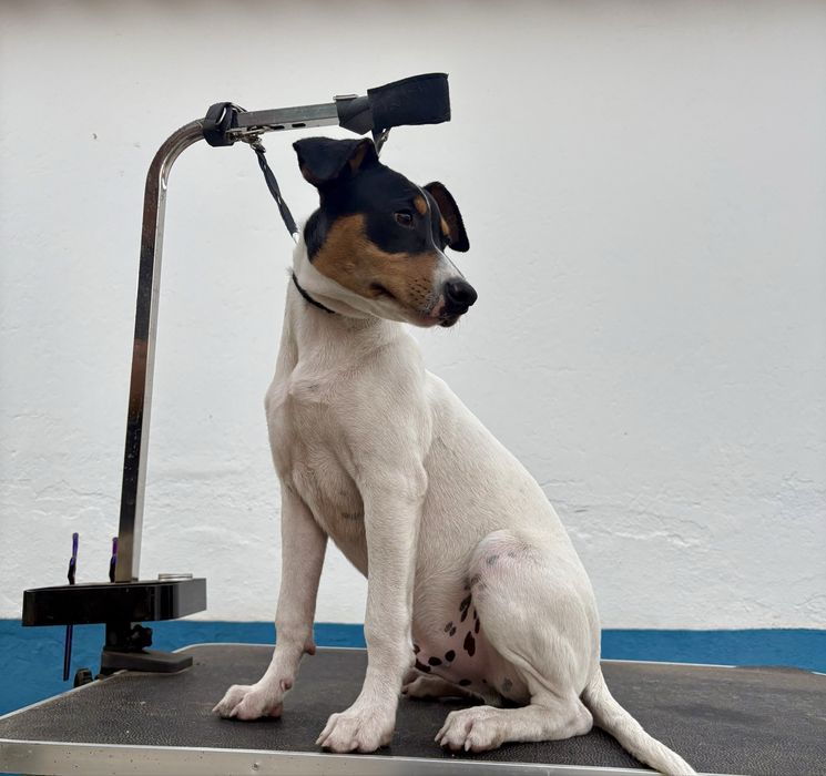 Ratonero Bodeguero Andaluz C/Pedigree e Afixo