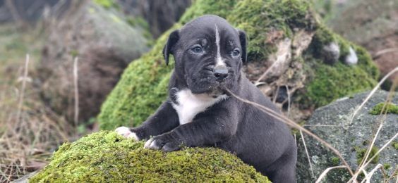 Pitbull Czarne szczenię