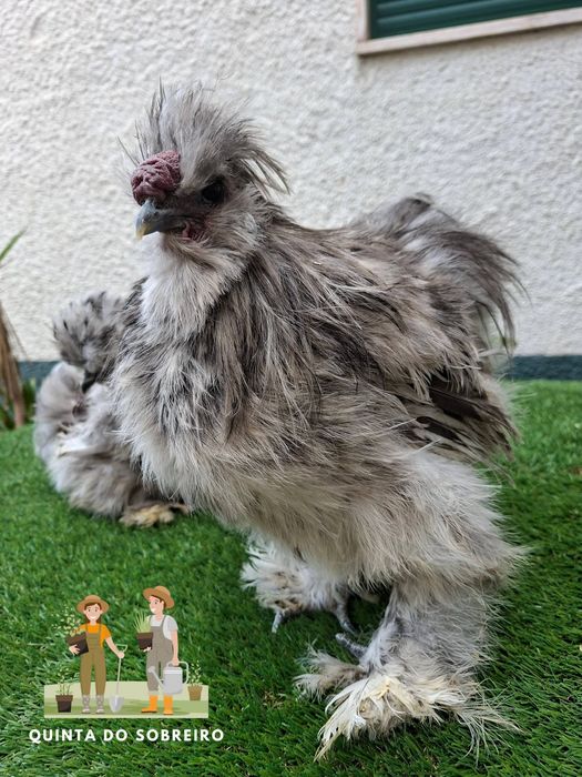 Galos diversas raças